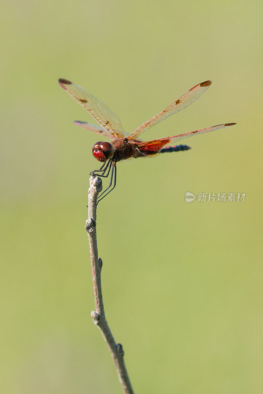 Calico Pennant, H.E. Flanagan Prairie, AR